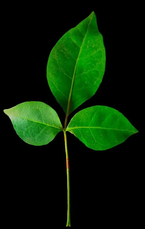 BILVASHTAKAM - UNLOCKING THE DIVINE POWER OF THE SACRED THREE-PETAL LEAVES [DYNAMIC MORPHIC FIELD]