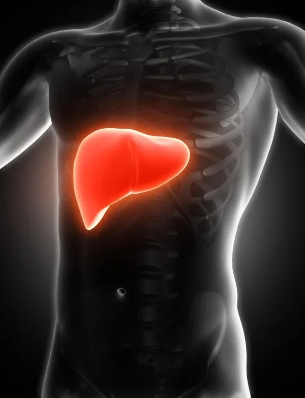 HEPATIC HARMONY – FAT REDUCTION, DETOX & HEALING [DYNAMIC MORPHIC FIELD]